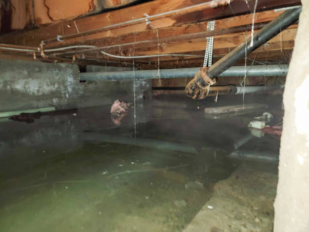 Best Water damage restoration mold remediation  in Harbor Bluffs, FL