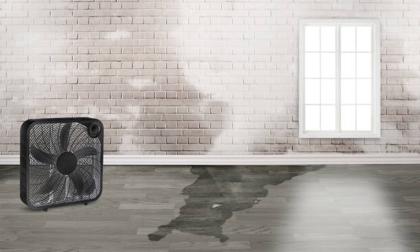 Best Flood restoration services  in Harbor Bluffs, FL